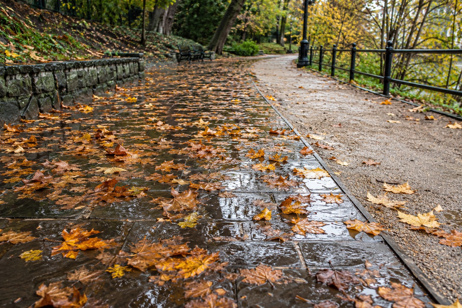 Wet fallen leaves on a path beside a drier alternative.