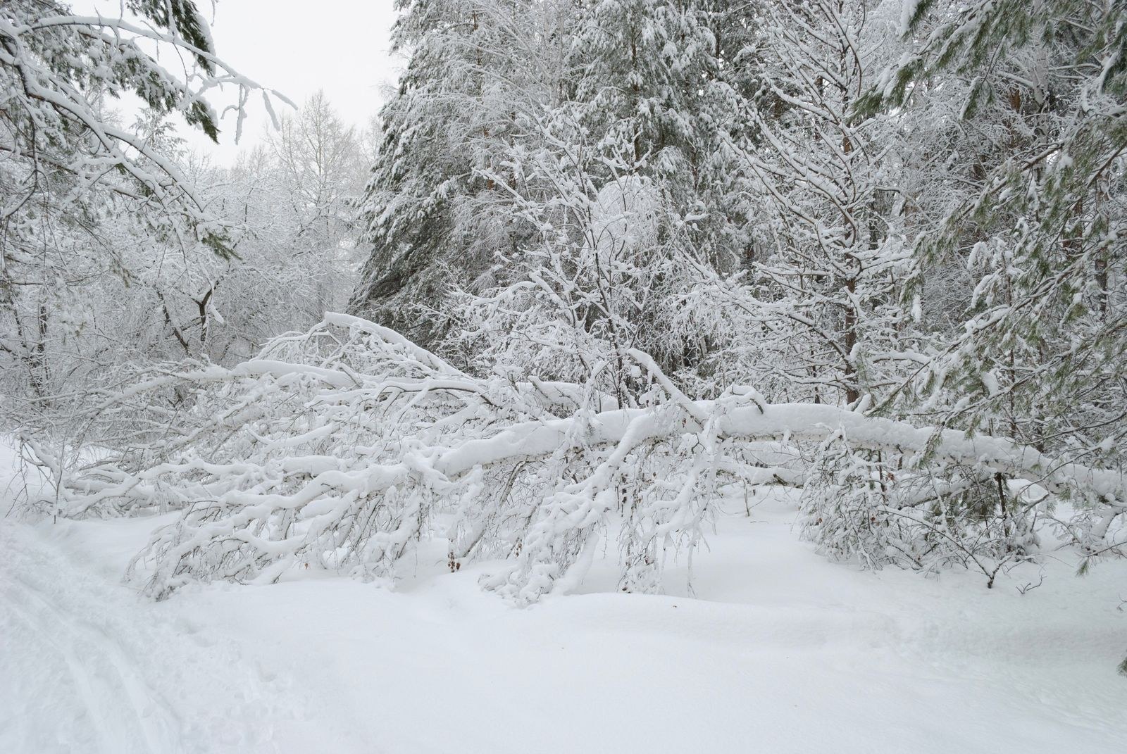A fallen tree obstructs a snow-covered forest path.
