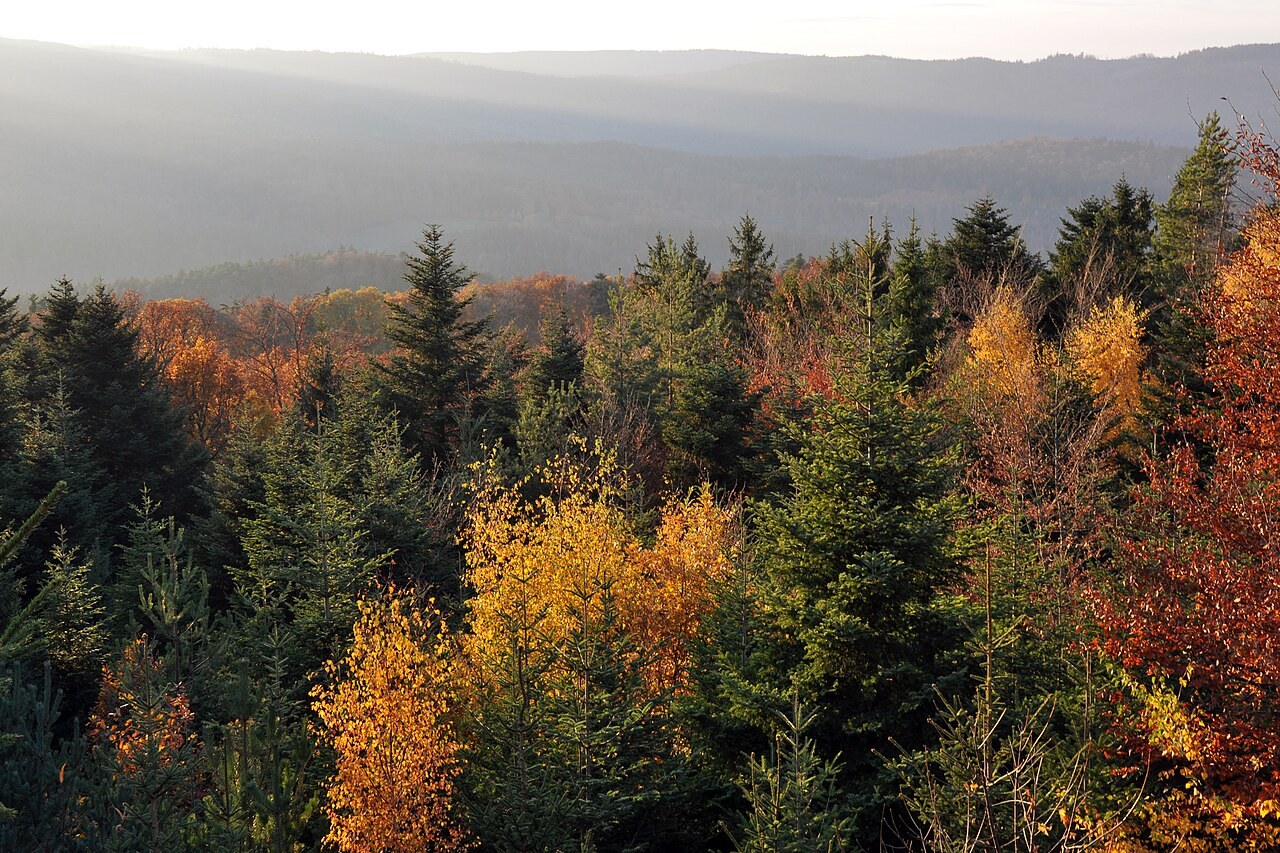 Autumn woodland at Mont Sainte-Odile with wooded hills beyond.
