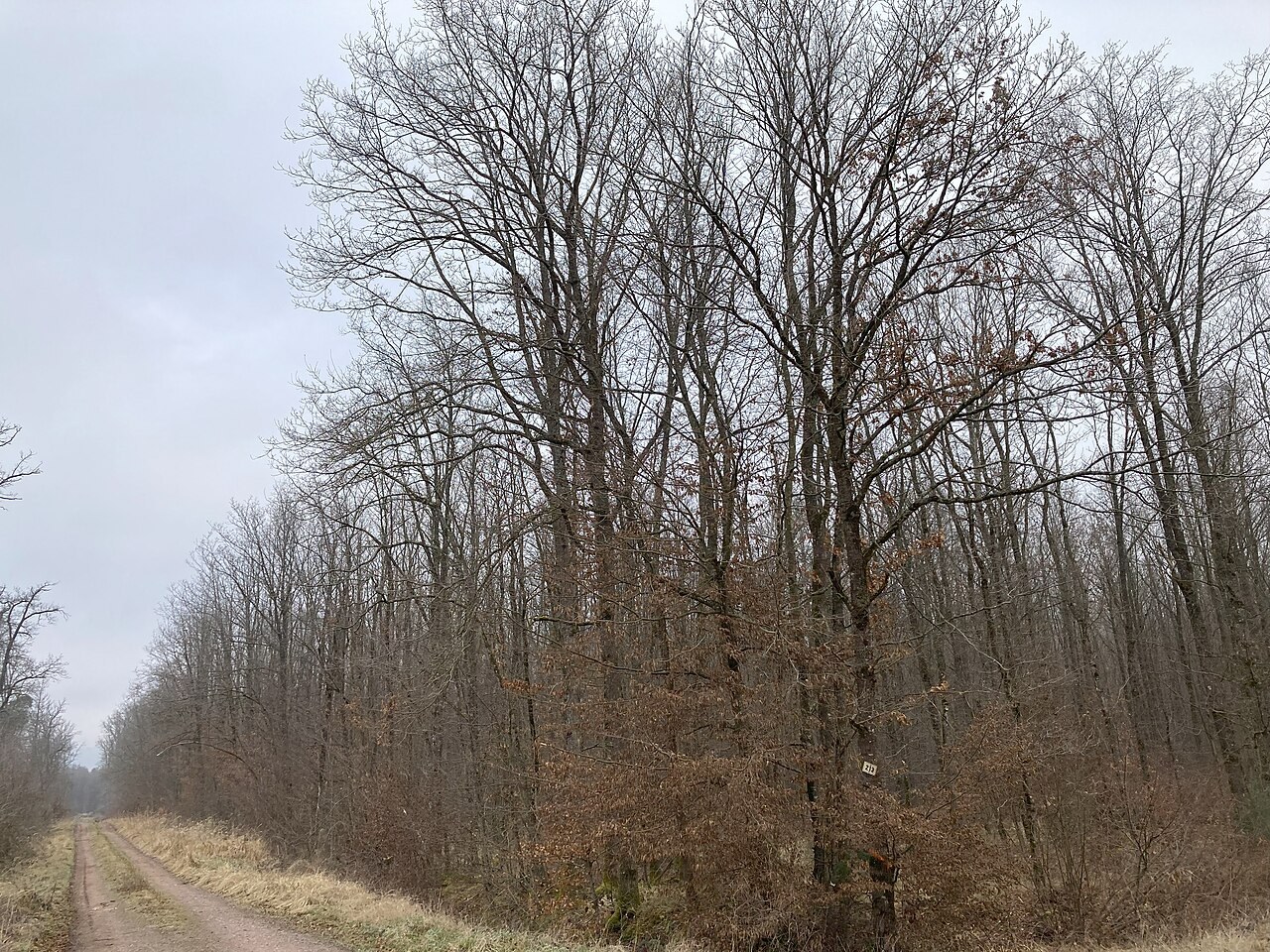Young oak woodland beside the route d’Estrées in Saverne forest.