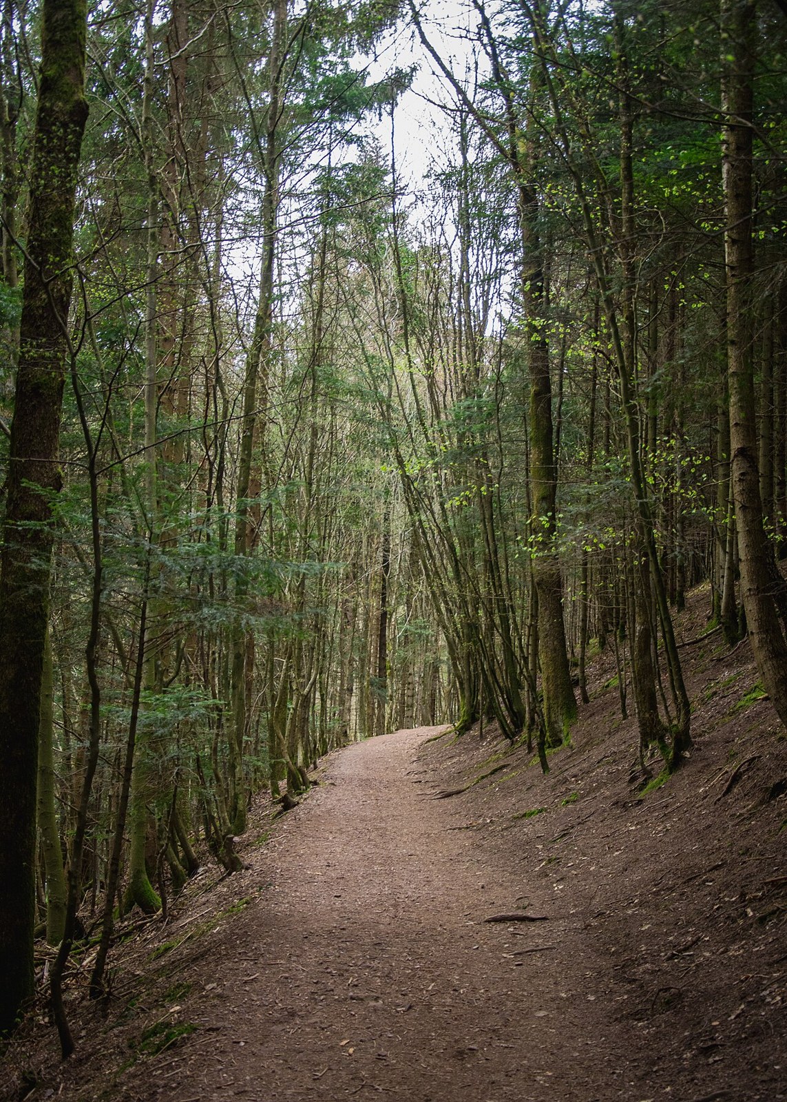 A shaded earth path through the forest at Nideck.