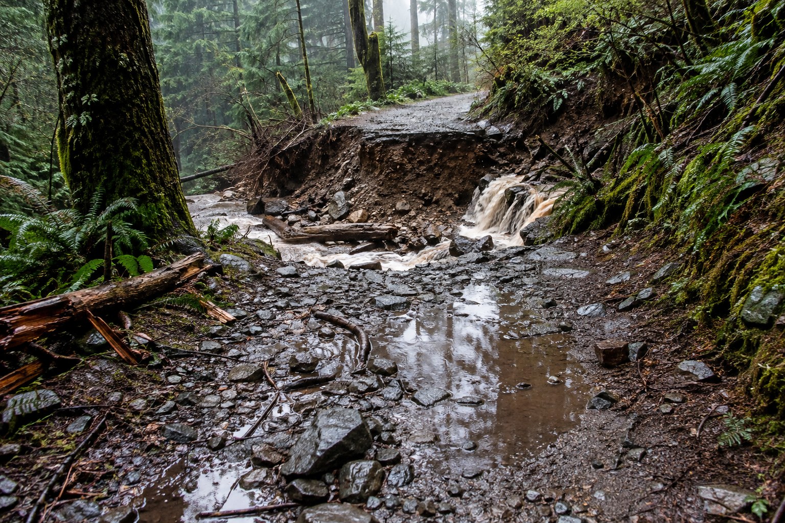 Puddles and erosion interrupt a woodland path after rain.